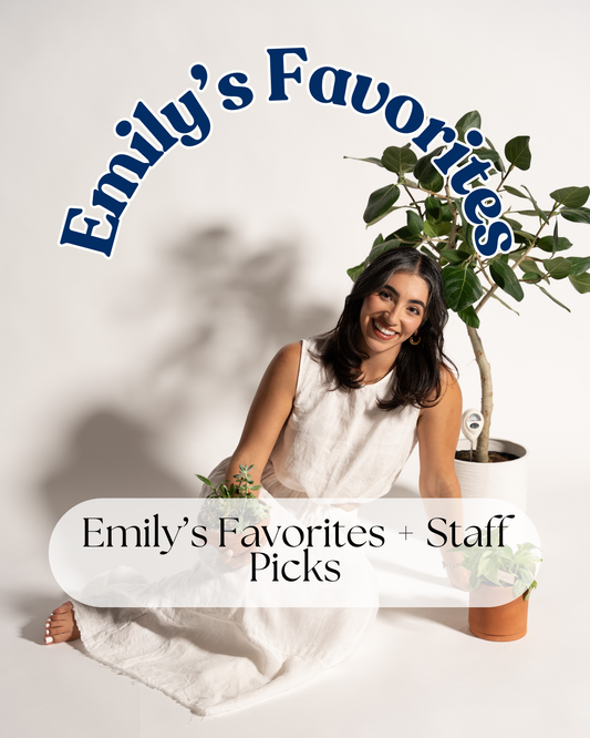 Emily’s Favorites and Staff Picks: Cozy Finds We Can’t Get Enough Of