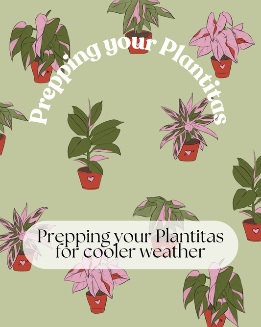 Prepping Your Plantitas for Cooler Weather: Fall Plant Care Essentials